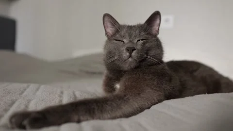 Gray cat relaxing on bed with subtle expressions Stock Footage 313341950