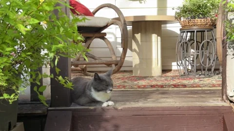 Gray Cat Relaxing on a Cozy Rustic Porch with Vintage Outdoor Furniture Vídeo Stock 340422446