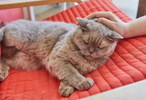 Gray cat relaxing on red couch Stock Photos