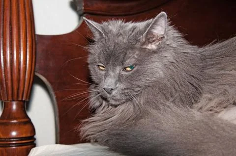 Gray Cat Resting on a Bed Stock Photos