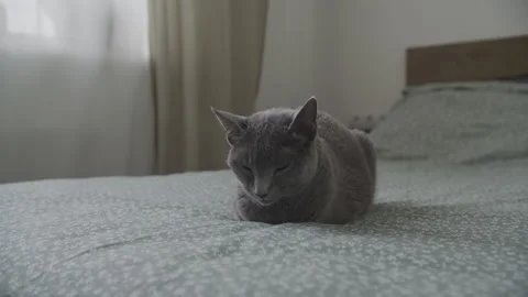 Gray Cat Resting on Bedroom Bed Stock Footage 334642448