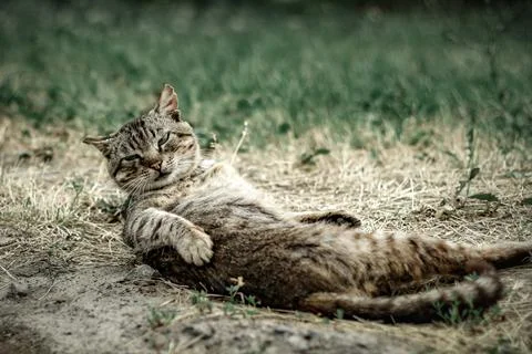 Gray cat is resting in a bizarre posture Stock-Fotos