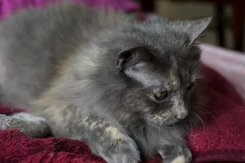 Gray Cat Resting on a Comforter Blanket Stock Photos