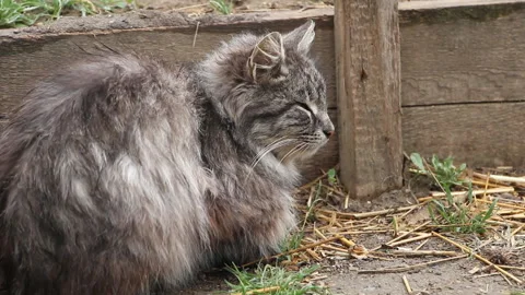 Gray cat resting Stock Footage 106403611