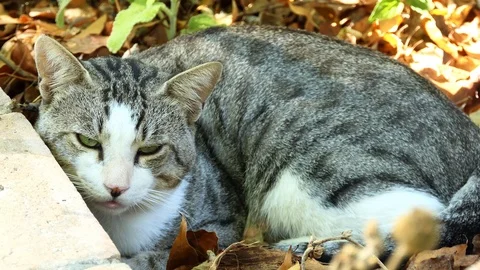 Gray cat resting on the ground near the curb. Stock Footage 112759598