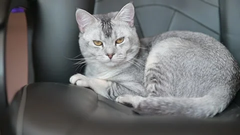 Gray cat is resting on an office chair. The animal displays different 스톡 동영상 337101331