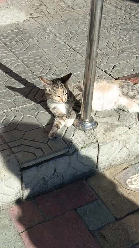 Gray cat resting on outdoor pavement Stock Footage 314359468
