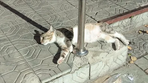 Gray cat resting on outdoor pavement Video stock 314359502