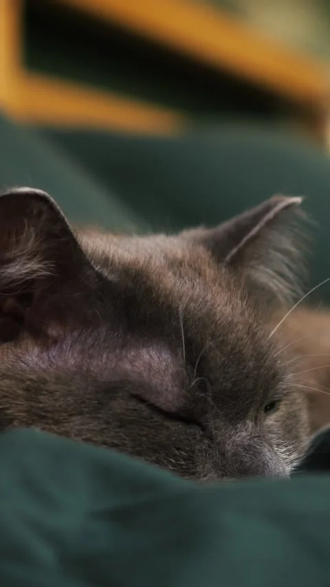 Gray cat resting peacefully on green cloth. Serene feline portrait with closed Stock Footage 344718702