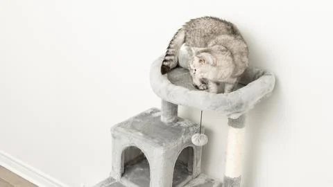 Gray cat resting on a plush cat tree with a scratching post and toy, set against Stock Photos