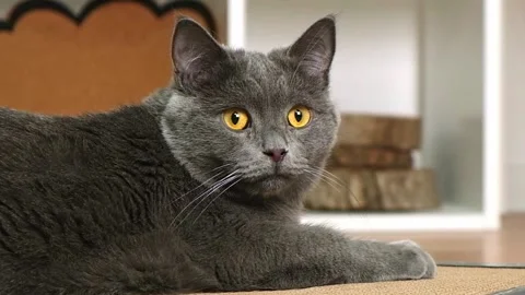 A gray cat is resting on a scratching post. A cat of the Chartreuse breed. Cat Stock Footage 219753321