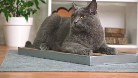 A gray cat is resting on a scratching post. A cat of the Chartreuse breed. Cat Stock Footage 223941035