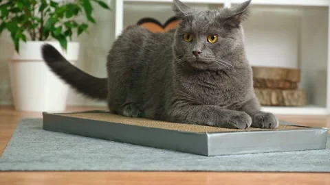 A gray cat is resting on a scratching post. A cat of the Chartreuse breed. Cat Stock Footage 230711180