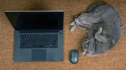 Gray cat is resting on a sofa near a laptop and a computer mouse Stock Photos