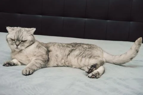 Gray cat resting on soft surface in indoor setting during daytime while looki Stock-Fotos