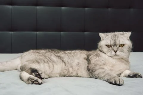 Gray cat resting on soft surface in indoor setting during daytime while looki Stock-Fotos