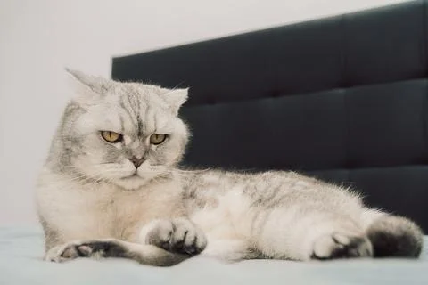 Gray cat resting on soft surface in indoor setting during daytime while looki Stock Photos