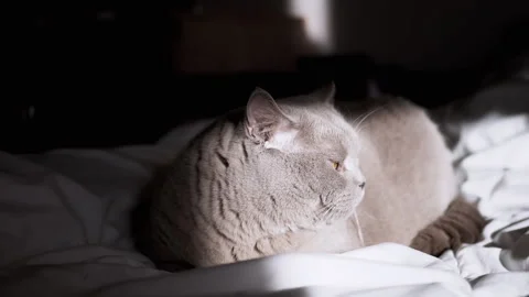 Gray Cat Resting in Sunlight Stock Footage 312010038