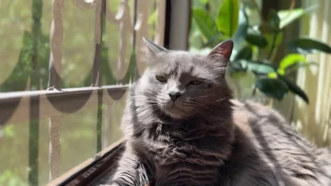Gray Cat Resting on Sunny Windowsill with Houseplants Stock Footage 311313963