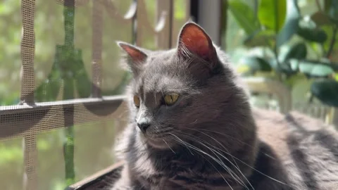 Gray Cat Resting on Sunny Windowsill with Houseplants Stock Footage 311313964