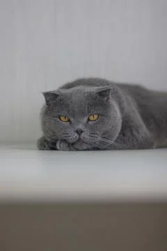 Gray cat resting on the table. brown-eyed Stock Photos