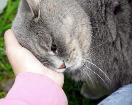 The gray cat rests against the hand, wants affection, the hand strokes the ca Stock Photos