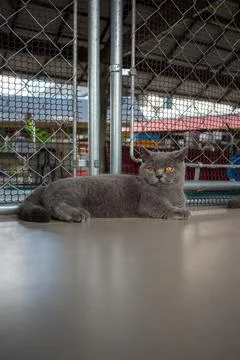 Gray cat rests behind chain-link fence Stock Photos