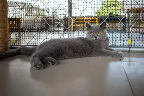 Gray cat rests calmly on tiled floor Stock Photos