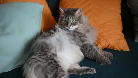 A gray cat rests on a couch surrounded by colorful pillows. The animal plays Stockbeeldmateriaal 337101101