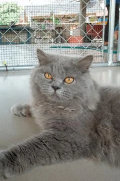 Gray cat rests on flat surface Stock Photos