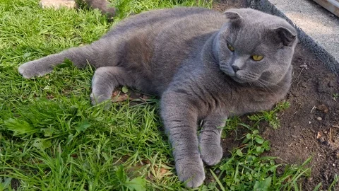 Gray cat rises from one place and lies down on the other Video stock 80541733