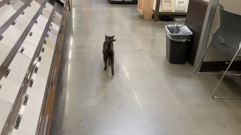 Gray Cat Roams  Big Box Store  Aisle Stock Footage Video stock 244256801