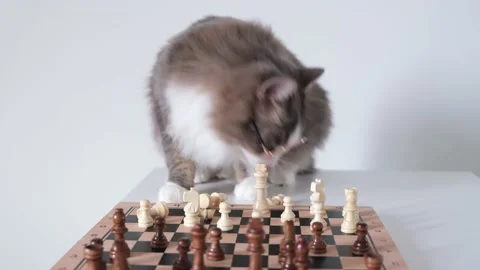 A gray cat with round glasses sits near the chessboard. Stock Footage