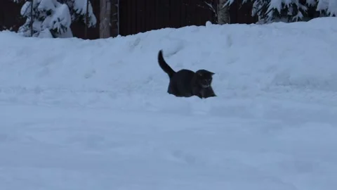 Gray cat running and playing outdoors in deep snow during winter. Playful domest Stock Footage 327970675