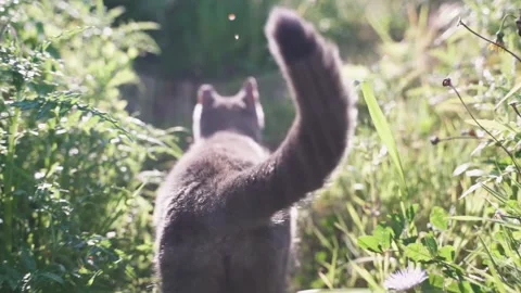 Gray cat running through the tall grass. Stock Footage 232548471