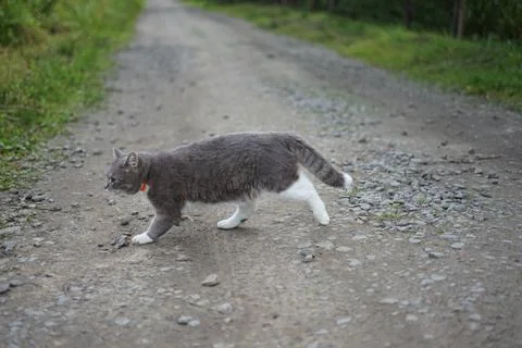 Gray cat runs across the road Stock Photos