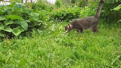 A gray cat runs on the green grass, found something in the grass and ate it Stock Footage 160281125