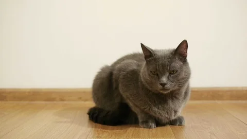 Gray cat, Russian blue breed sits on a brown floor of laminated parquet Stock Footage 85484560