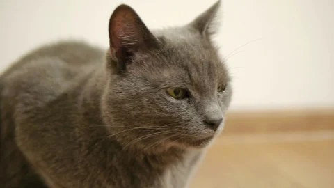 Gray cat, Russian blue breed sits on a brown floor of laminated parquet Stock Footage 85484704