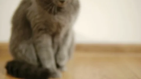 Gray cat, Russian blue breed sits on a brown floor of laminated parquet Stock Footage 85484856