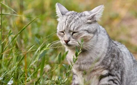 Gray cat is sad. Close-up of cute face on green background Stock Photos