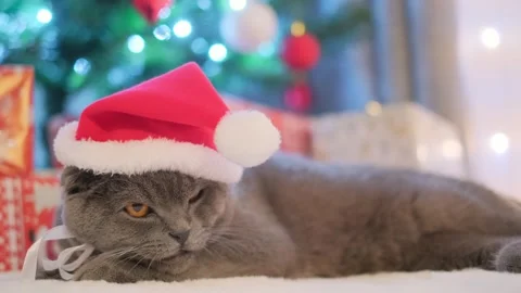 A gray cat in a santa claus hat lies next to gift boxes and a decorated Stock-Footage 304953427