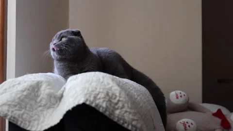 Gray cat scotish fold close up Stock Footage 300612226