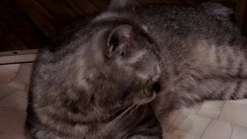 Gray cat Scottish breed close-up. Vídeo Stock 110319675