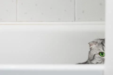 Gray Cat Scottish Fold in the Bathroom Stock Photos