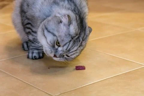 Gray cat Scottish Fold eats meat, on the ceramic floor Stock Photos