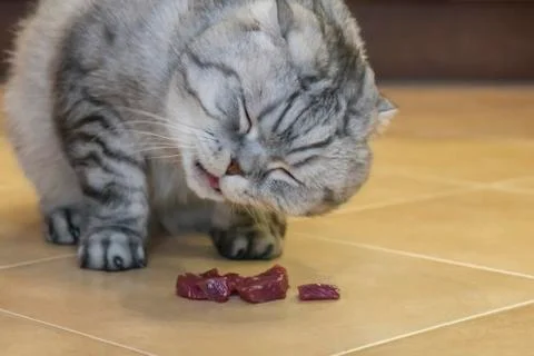 Gray cat Scottish Fold eats meat, on the ceramic floor Stock Photos