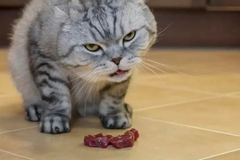 Gray cat Scottish Fold eats meat, on the ceramic floor Foto stock