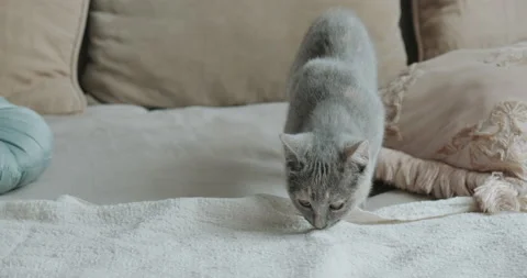 Gray cat of the Scottish  Stock Footage 157738208