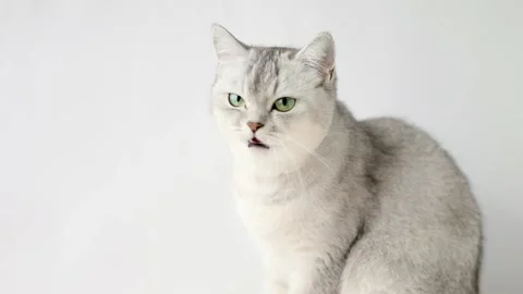 Gray cat scottish straight with green eyes meows and licks his lips Video stock 196371859